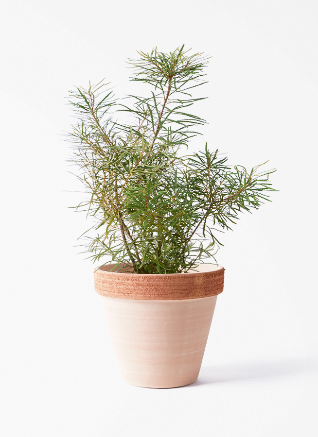 観葉植物 バンクシア 6号 ヘアピン エステリ ピンク 付き | 観葉植物