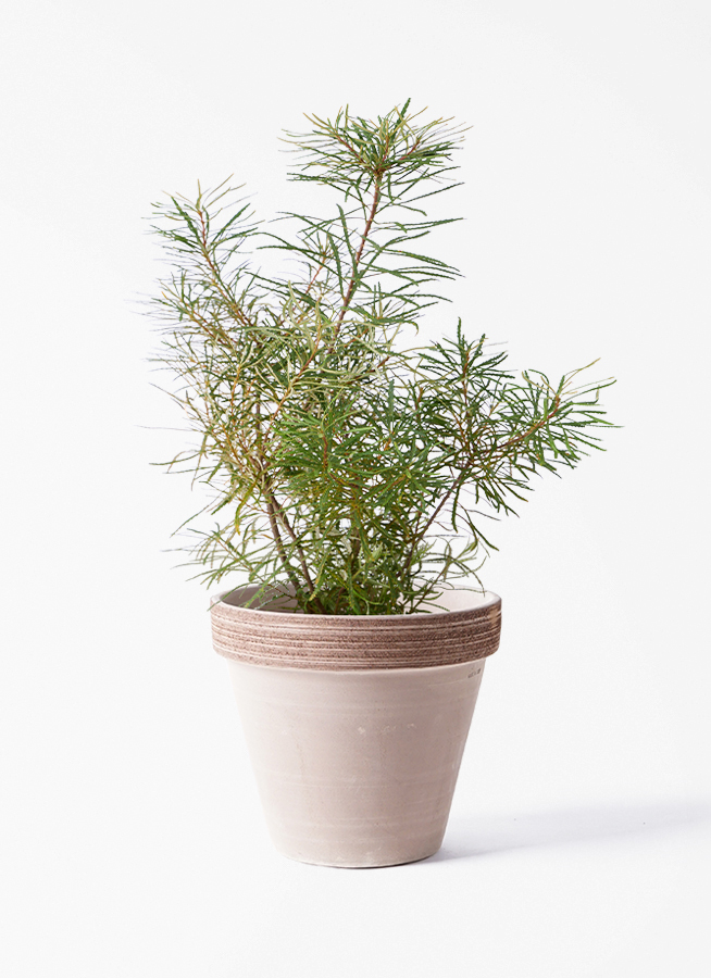 観葉植物 バンクシア 6号 ヘアピン プラスチック鉢 | 観葉植物なら