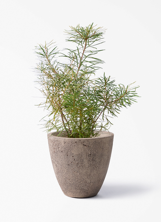 観葉植物 バンクシア 6号 ヘアピン エステリ ピンク 付き | 観葉植物
