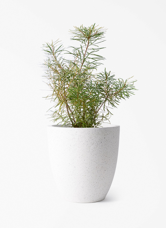観葉植物 バンクシア 6号 ヘアピン スタンダードポット スクラッチ