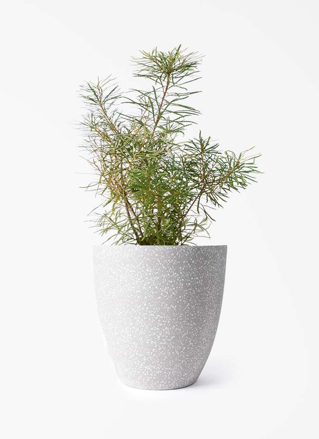 観葉植物 バンクシア 6号 ヘアピン コーテス ラウンド グレーテラゾ
