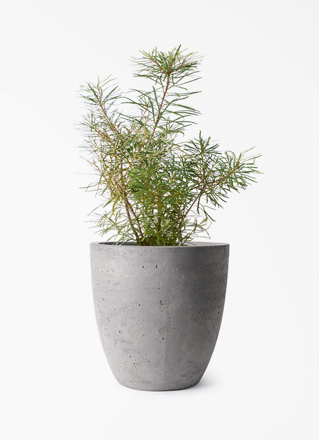 観葉植物 バンクシア 6号 ヘアピン エステリ グリーン 付き | 観葉植物