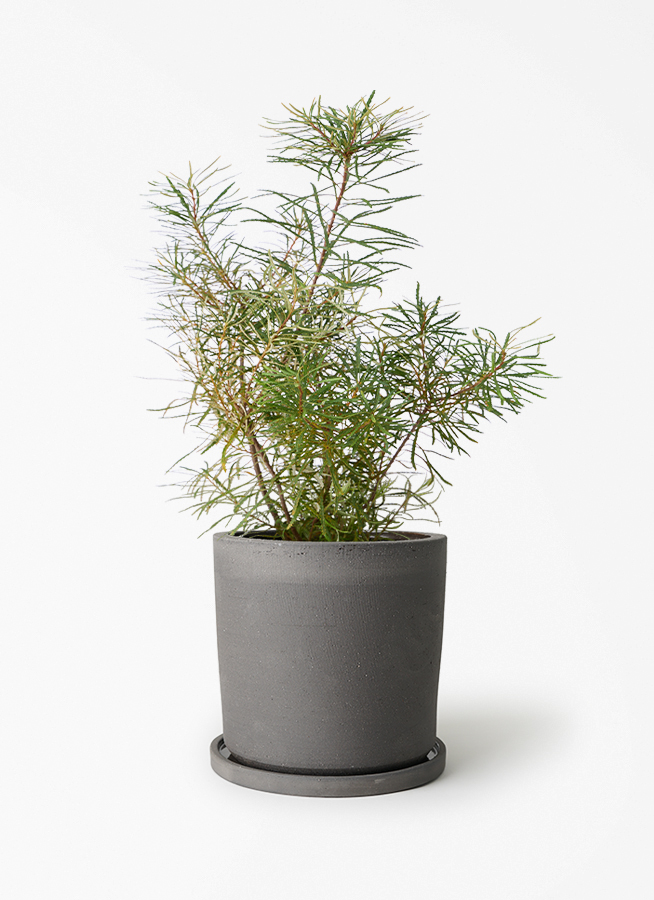 観葉植物 バンクシア 6号 ヘアピン エステリ ブラック 付き | 観葉植物
