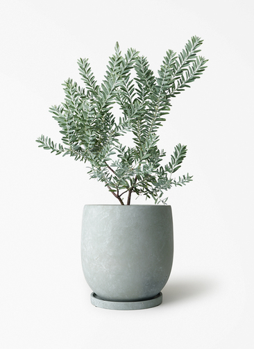 観葉植物 アカシア ブルーブッシュ 7号 プラスチック鉢 アイルエッグ