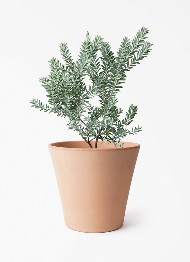 観葉植物 アカシア ブルーブッシュ 7号 プラスチック鉢 アイルエッグ