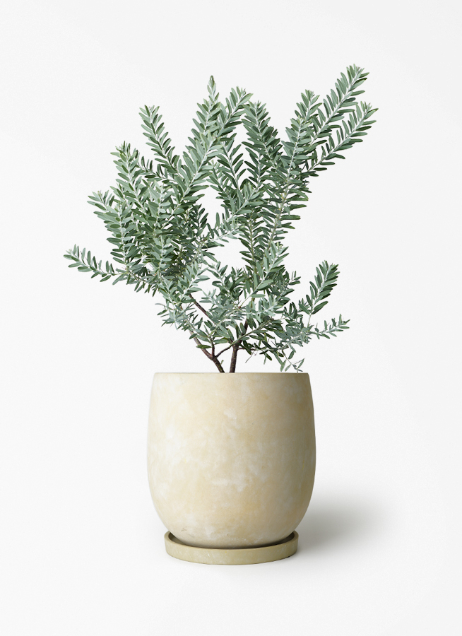 観葉植物 アカシア ブルーブッシュ 7号 プラスチック鉢 アイルエッグ