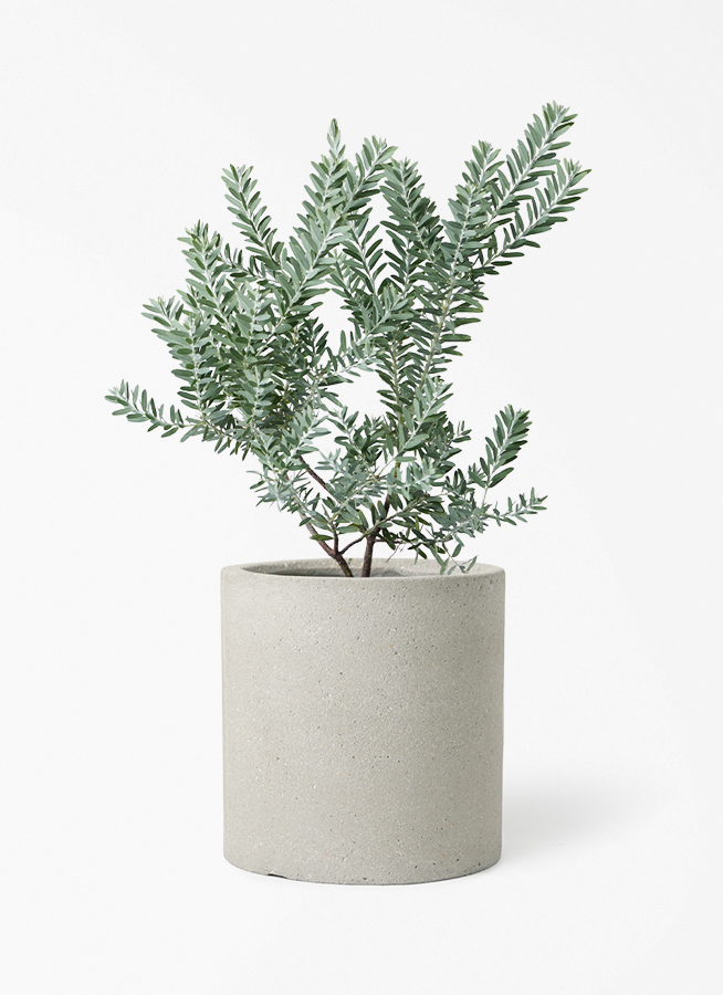 観葉植物 アカシア ブルーブッシュ 7号 プラスチック鉢 アイルエッグ