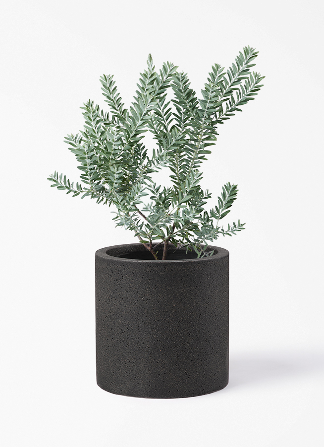 観葉植物 アカシア ブルーブッシュ 7号 プラスチック鉢 アイルエッグ