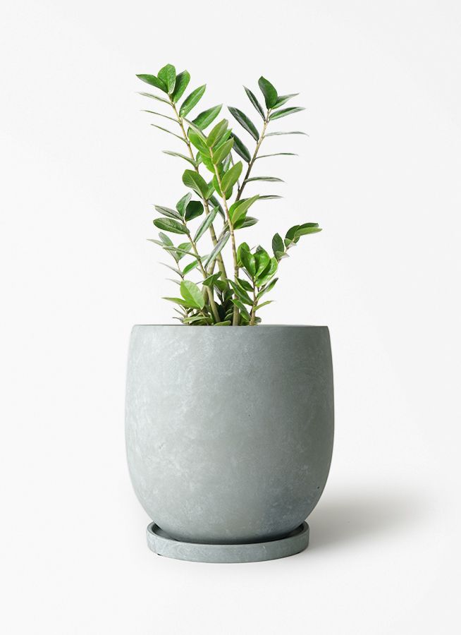 観葉植物 ザミオクルカス 6号 アイルエッグ ライトブルー 付き | 観葉
