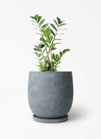 観葉植物 ザミオクルカス 6号 Ceramic Pot (セラミック) トールタイプ