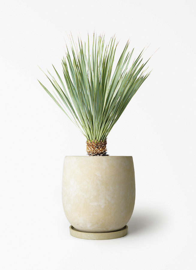 yucca-rostrata-147_1.jpg