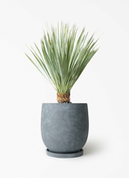 観葉植物 ユッカ 6号 ロストラータ Mango Wood (マンゴーウッド