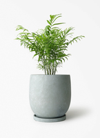 table-palm-390_1.jpg?1780405438