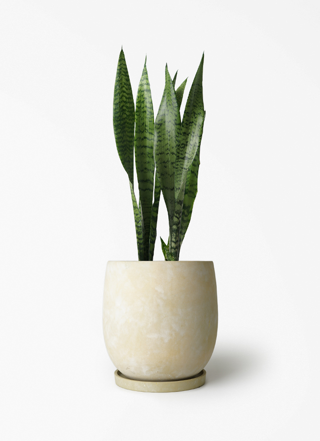 sansevieria-665_1.jpg?1780405453
