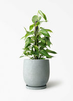 pothos-1107_1.jpg?1780405463