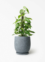 pothos-1105_1.jpg?1780405465