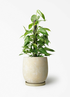 pothos-1106_1.jpg?1780405467