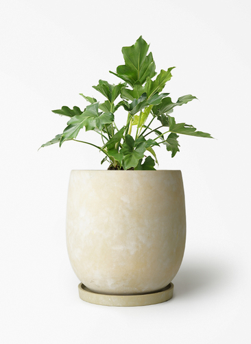 観葉植物 フィロデンドロン 6号 セローム ヒトデカズラ アイルエッグ