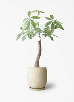 観葉植物 パキラ 6号 斑入り 竹バスケット 付き | 観葉植物なら