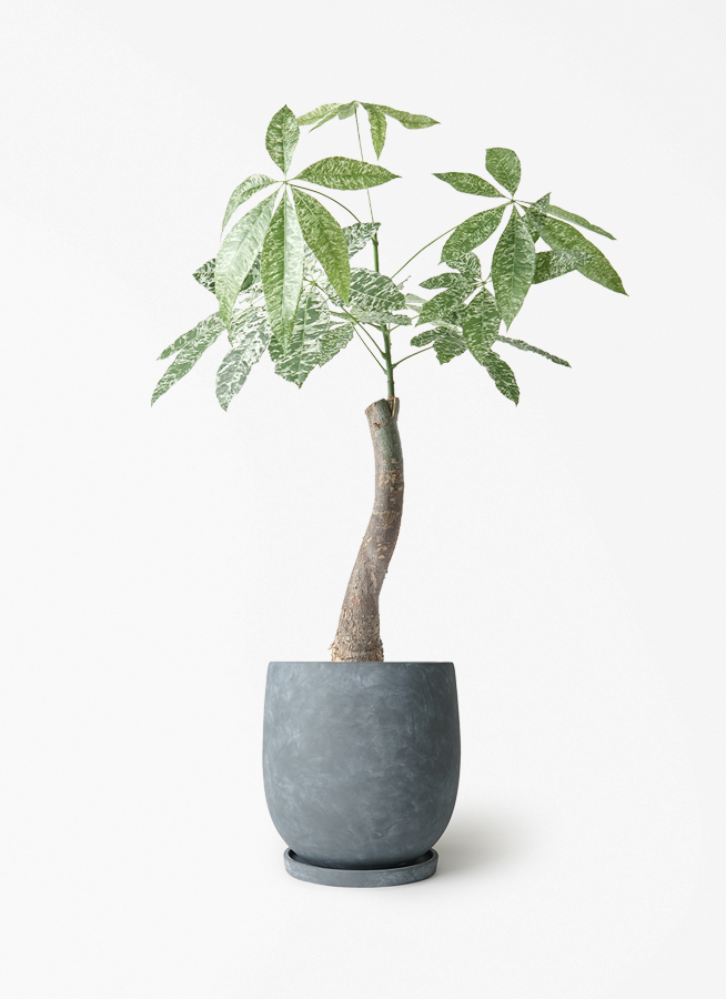 観葉植物 パキラ 6号 斑入り 竹バスケット 付き | 観葉植物なら