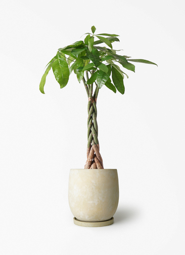 観葉植物 パキラ 6号 ねじり アイルエッグ イエロー 付き | 観葉植物