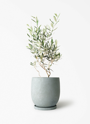 観葉植物 オリーブの木 6号 チプレッシーノ アイルエッグ ライトブルー