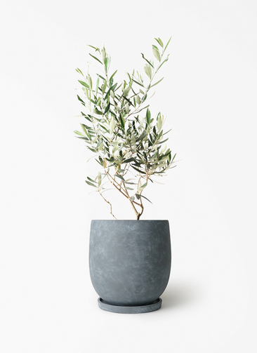 観葉植物 オリーブの木 6号 チプレッシーノ アイルエッグ ダークグレー