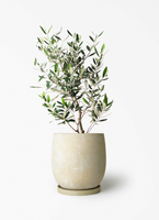 オリーブの木 1点もの（現品・現物） | 観葉植物通販HitoHana(ひとはな)