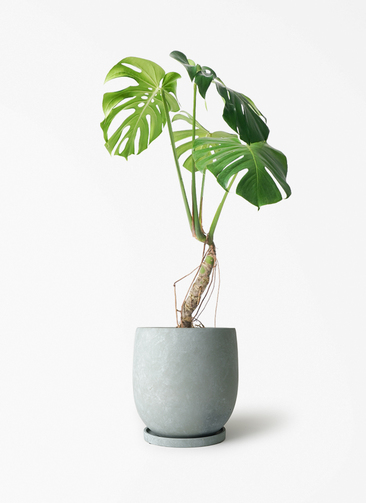 モンステラ・ライトブルー鉢付き monstera-neagari-160_1.jpg?