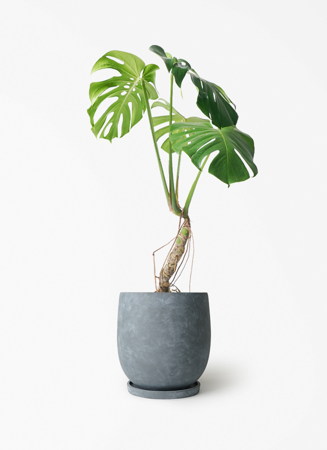 観葉植物 モンステラ 6号 根あがり アイルエッグ ダークグレー 付き