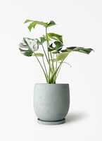 monstera-555_1.jpg?1780405526