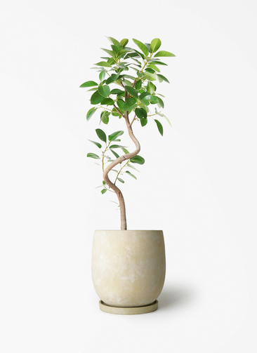 【フランスゴムの木】1m超 約7号 鉢ごと発送 送料込み 匿名配送 ficus-rubiginosa-magari-216_1.