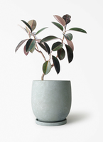 観葉植物 フィカス バーガンディ 6号 曲り プラスチック鉢 | 観葉植物