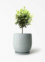 ficus-benjamina-golden-228_1.