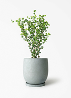 ficus-benjamina-baroque-149_1.