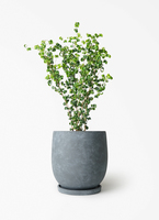 ficus-benjamina-baroque-147_1.