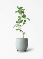ficus-benghalensis-861_1.jpg?