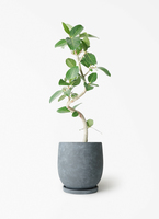 ficus-benghalensis-859_1.jpg?