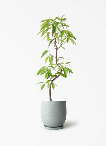 観葉植物 フィカス アムステルダムキング 6号 曲り アイルエッグ