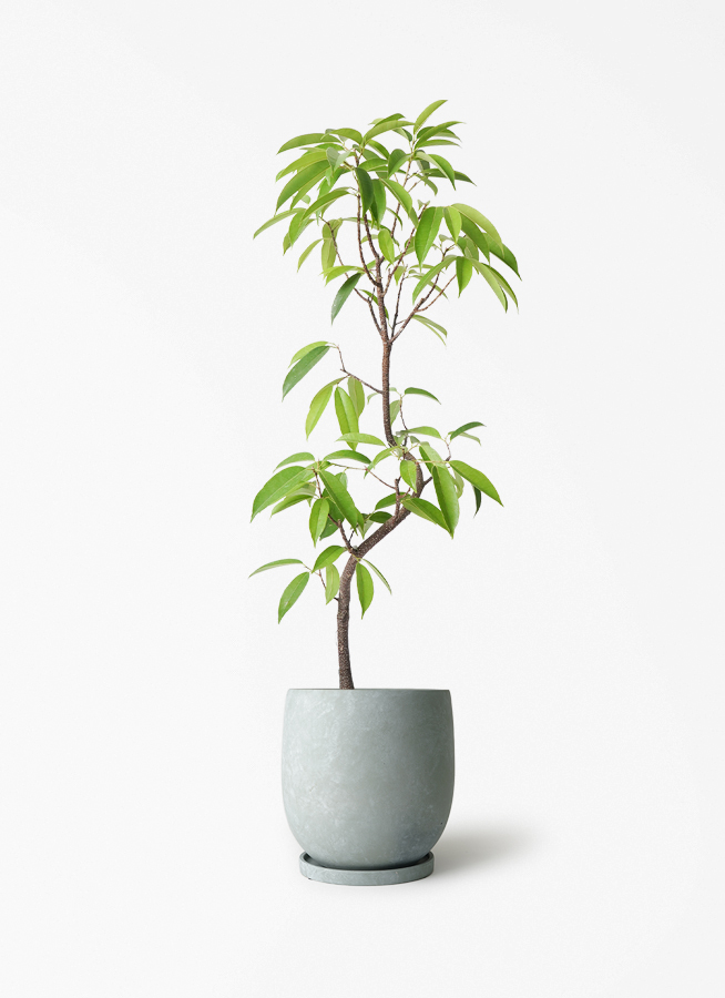 観葉植物 フィカス アムステルダムキング 6号 曲り アイルエッグ