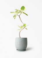 ficus-altissima-1200_1.jpg?