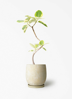 ficus-altissima-1199_1.jpg?