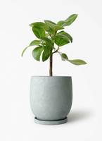 ficus-altissima-1087_1.jpg?