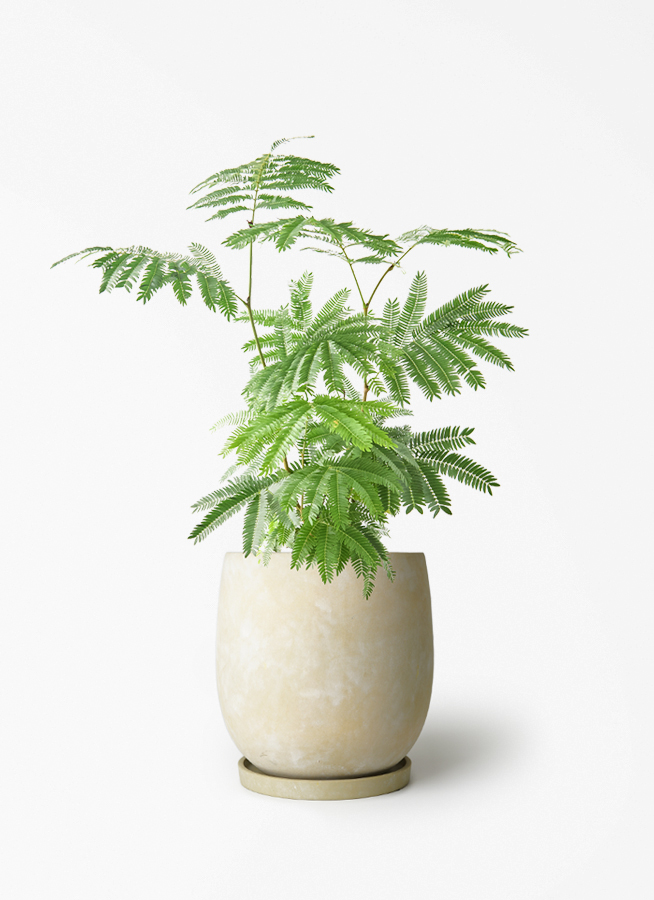 everfresh-1038_1.jpg?1780405636