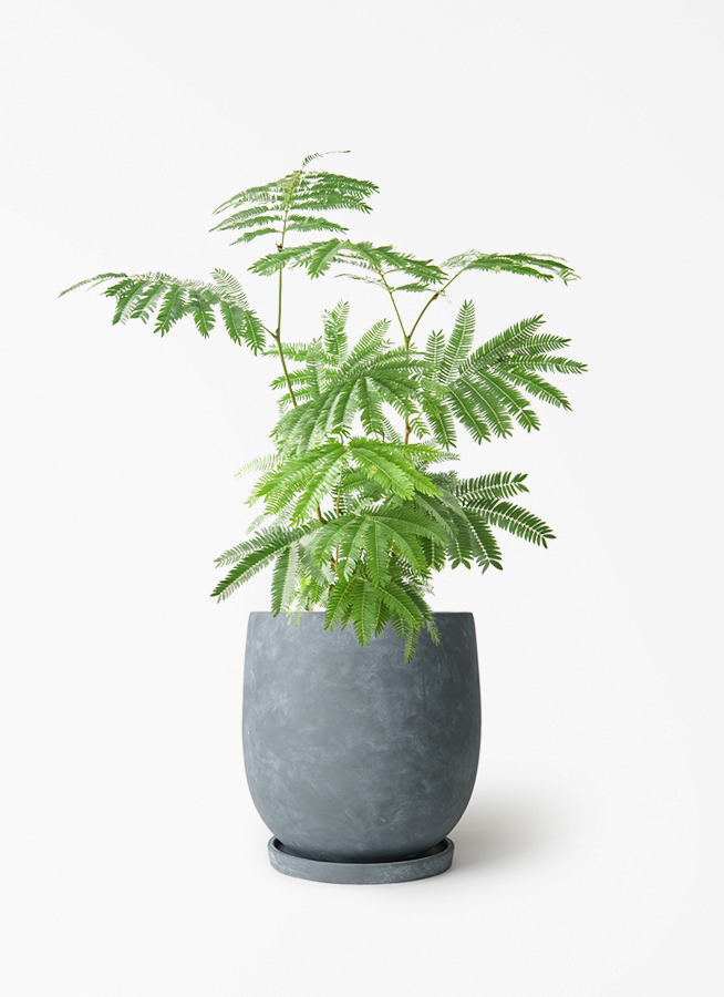 観葉植物 エバーフレッシュ 6号 プラスチック鉢 アイルエッグ