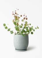 観葉植物 ユーカリ 6号 ポポラス（ポリアンセモス） エステリ ピンク
