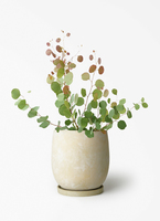 eucalyptus-217_1.jpg?1780405651