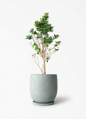 観葉植物 ガジュマル 6号 ベビーリーフ アイルエッグ ライトブルー