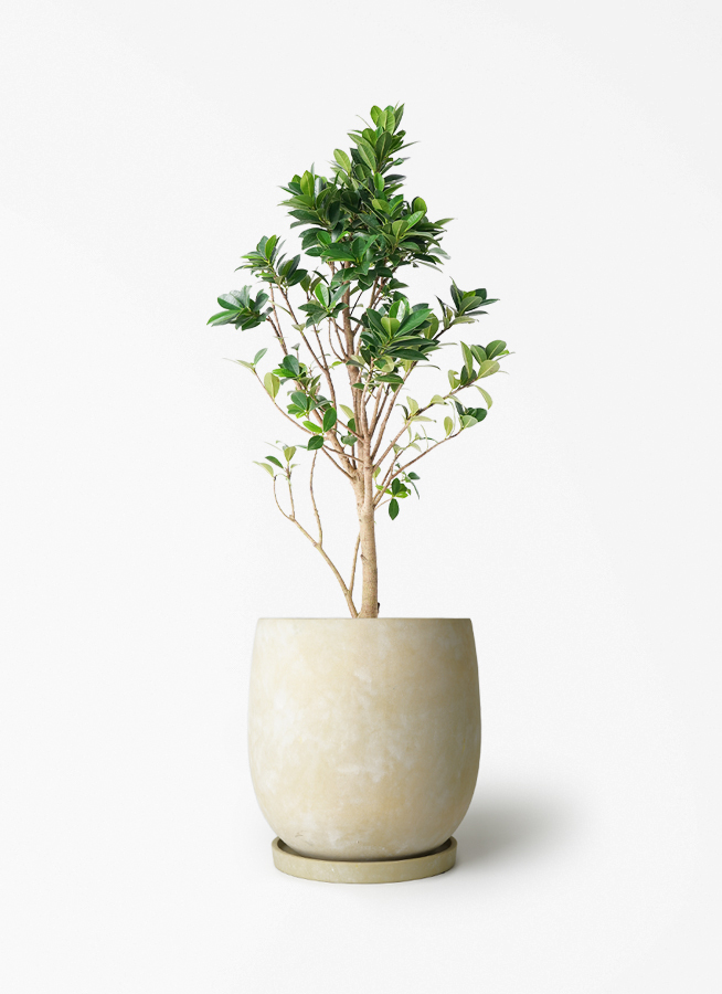 ガジュマル ベビーリーフ | 観葉植物通販 HitoHana（ひとはな）