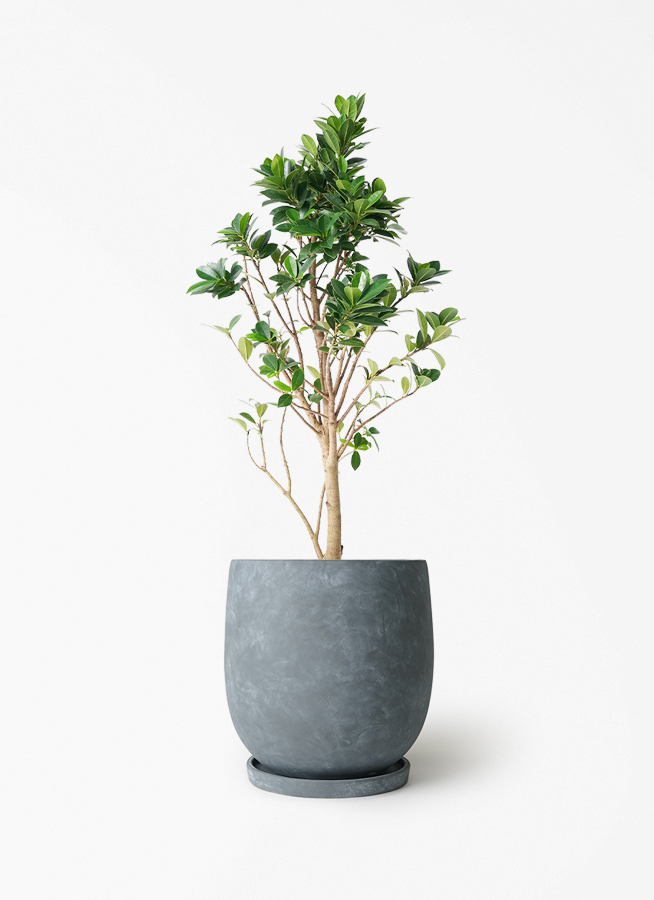 ガジュマル ベビーリーフ | 観葉植物通販 HitoHana（ひとはな）